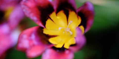 Macro