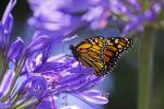 Monarch Butterfly in the Agapanthus at Foxton Beach