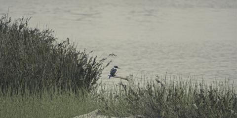 Wildlife (New Zealand)